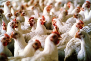Poultry meat capacity to expand for 2 Sisters