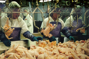 NCC president testifies for stable poultry workforce