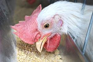 Nano technology in poultry feed