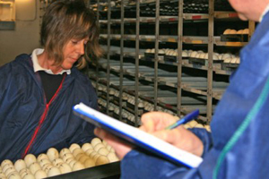 Rise in UK poultry apprenticeship applications