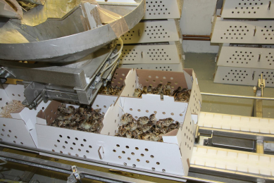 ID Projects technology in UK game bird hatchery