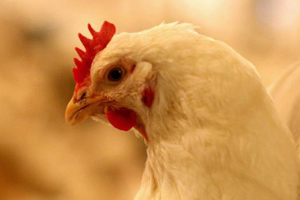 EC rules against change to poultry thresholds