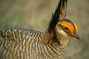 Study: Prairie chickens not affected by wind turbines