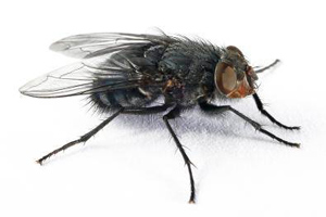 New method for controlling flies on poultry farms