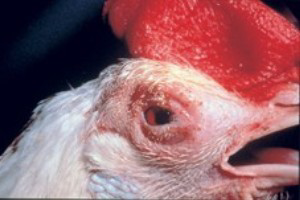 Immune responses of poultry to Newcastle disease virus