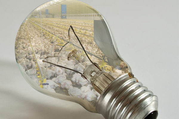 Factors to consider in choosing poultry house lighting