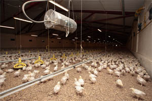 Cherkizovo completes major poultry project