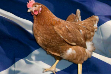 Scottish govt investigates chicken sourcing