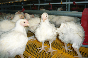 Improved health and higher liveability of broilers