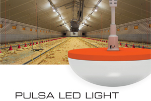 New cost saving LED light for poultry houses