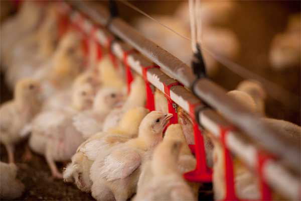 Reducing ammonia, fine dust and odour in poultry houses