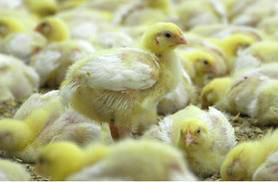 NFU applauds new EU poultry litter rules
