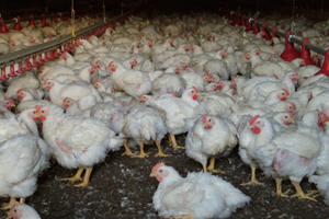 A lot to gain with ventilation in the poultry house