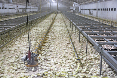 Optimum Vita: the new road for poultry success