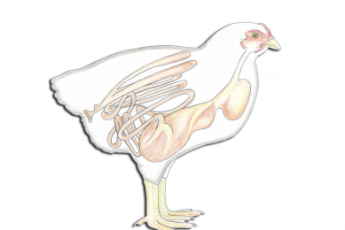 Coccidiosis a major threat to the chicken gut