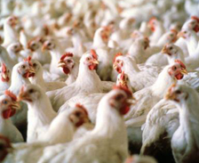 Brazil approaches WTO about SA poultry tariffs
