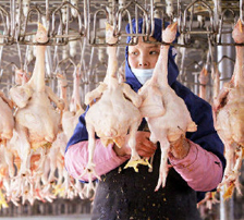 Thai poultry quota with EU set