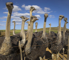 South African ostrich industry hit hard by HPAI