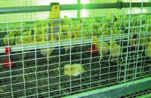 Ukrainian poultry farmers switch to innovation technologies