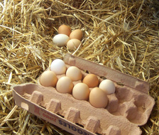 NFU urges response to egg market prices