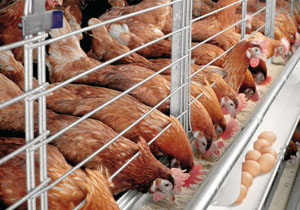 Beyond 2012: The future of egg production systems