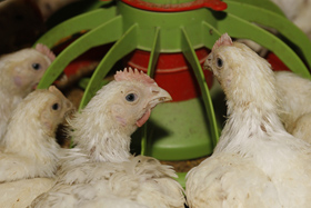 Finding correct inclusion levels of phytase in broiler diets