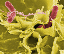 EU Salmonella cases fall as Campylobacter rises
