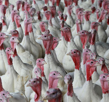 Dutch report avian influenza on a turkey farm