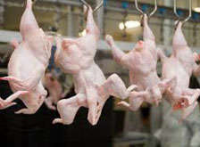 Russian poultry production on the rise