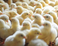 FDA told to act on antibiotic use on poultry farms