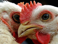 Five large poultry complexes planned in Kazakhstan