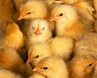 Thailand: GFPT outlines billion-baht poultry investment