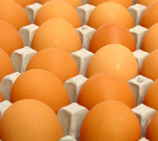 High dioxin levels found in German eggs