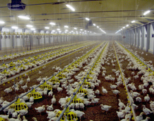 Cherkizovo Group launches poultry breeding facility