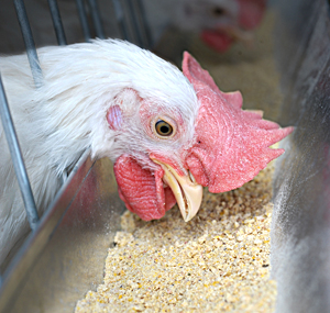 EU puts off organic poultry feed rules till 2014