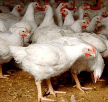 Study: Lameness in broilers substantially reduced by probiotics