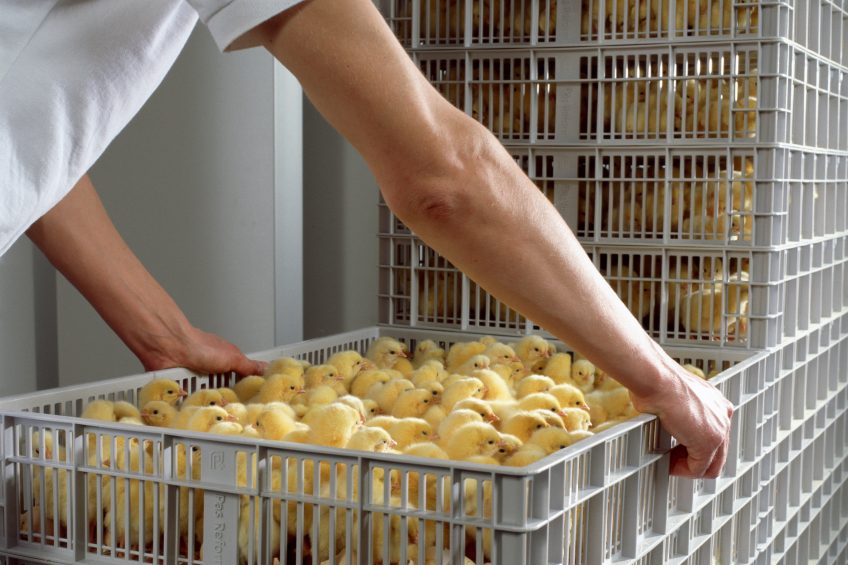 Embryonic “temperature training” for  robust chicks
