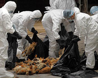 China reports H5N1 bird flu outbreak