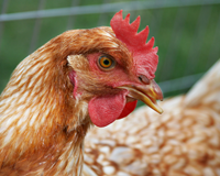 US opposition to laying hen welfare bill gathers momentum