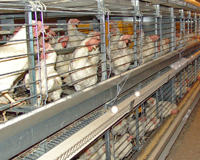 Egg production in Latvia on the decline