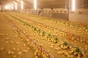 Chicks of young breeders demand precise temperature control