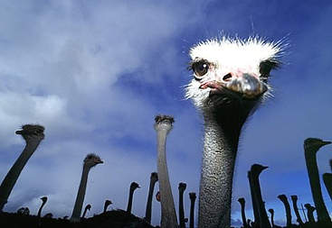 South Africa brings a year of ostrich culling to a close