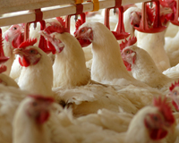 Research: Treating poultry diseases without antibiotics