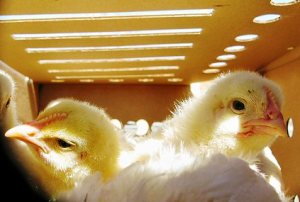 Salmonella outbreaks traceable to mail-order chicks
