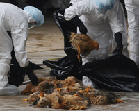 H5N1 reported in North West China