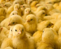 French poultry sector is losing ground