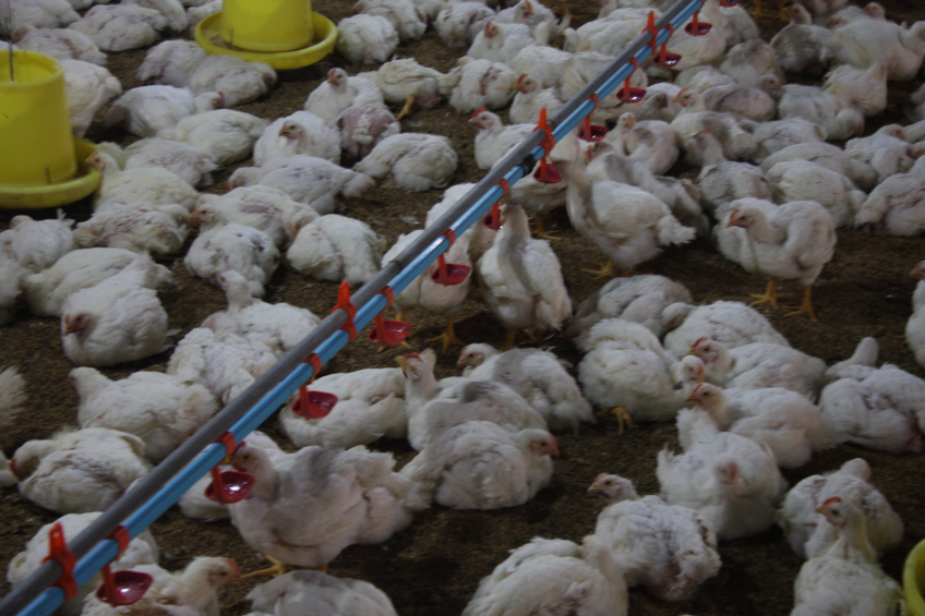 Boosting broiler and duck production in Vietnam