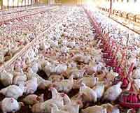 Antibiotic use declines in Dutch poultry production