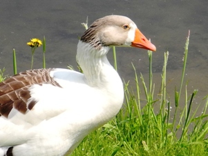 Can you identify this goose?