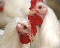 Bird flu in Mexico claims a million chickens